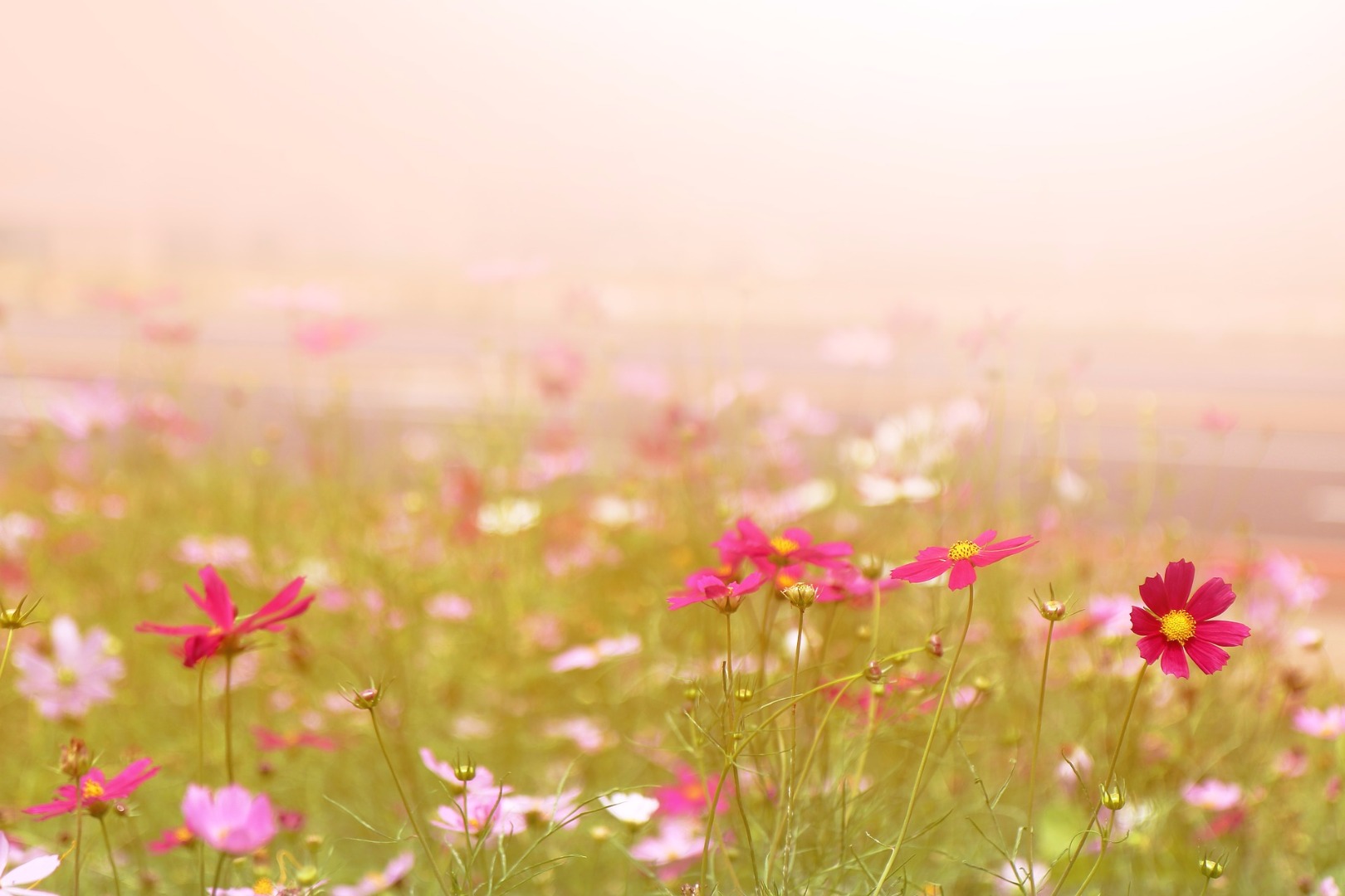 flowers in jeju island south korea