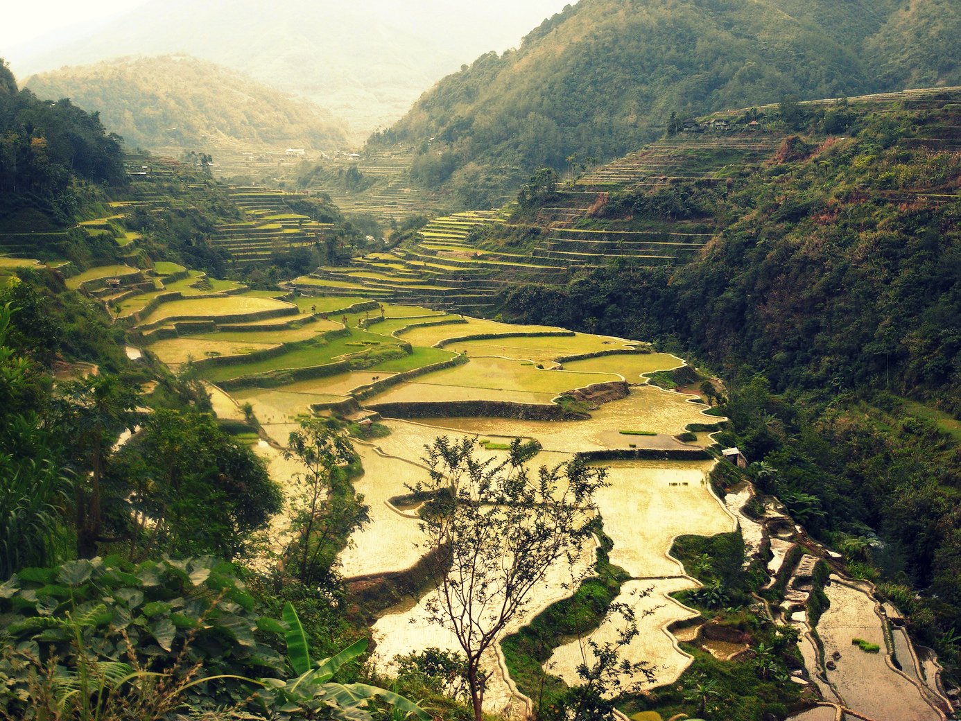 rice paddies in the philippines