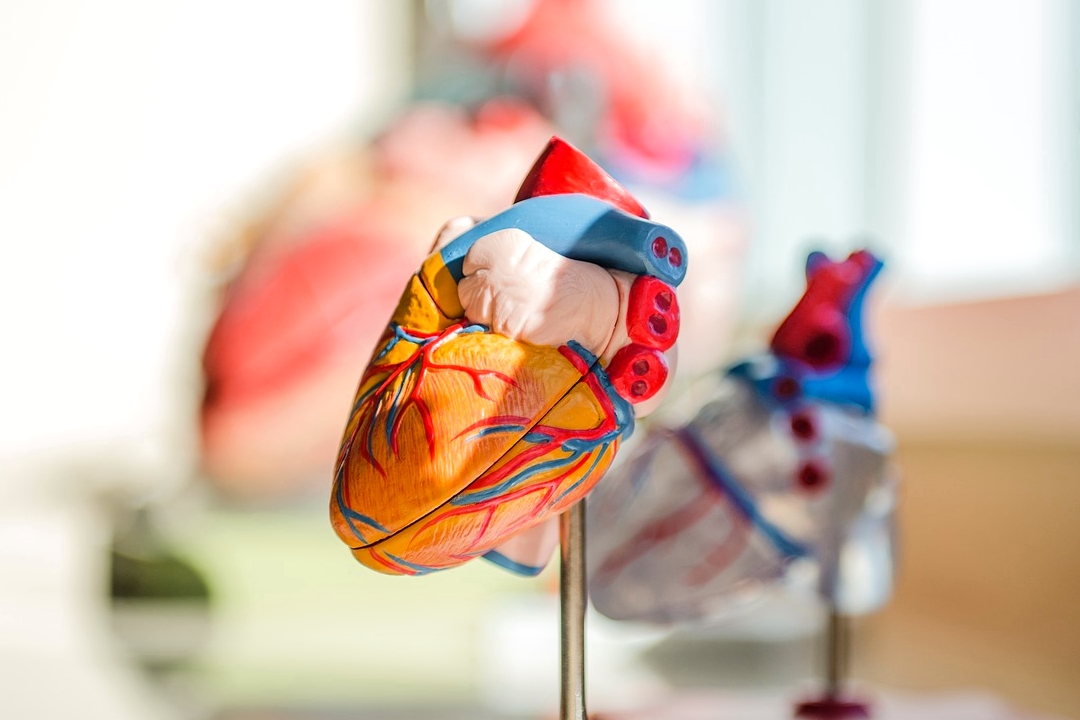 plastic model of heart anatomy