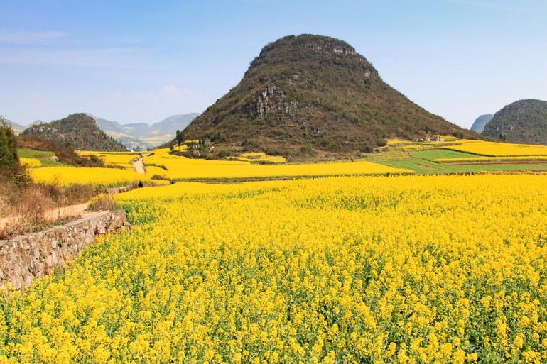 flowers in luoping yunnan china