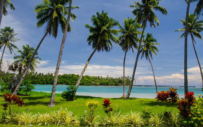 palm trees on beach in Samoa
