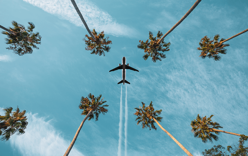 airplane flying over palm trees
